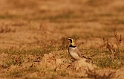 Shore lark